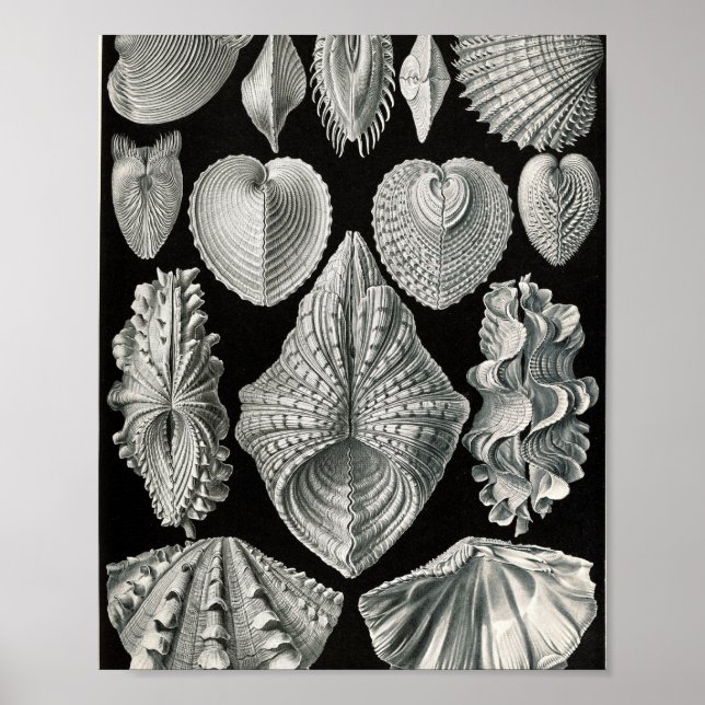 Poster Ilustração Científica de Conchas Bivalves Vintage (Frente)