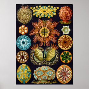 Poster Ilustração científica de Ernst Haeckel do vinta