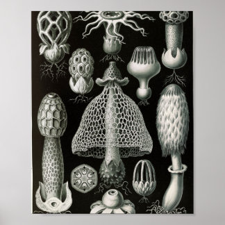 Poster Ilustração Científica de Fungos Stinkhorn Vintage