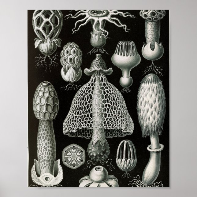 Poster Ilustração Científica de Fungos Stinkhorn Vintage (Frente)
