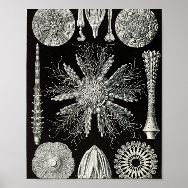 Poster Ilustração Científica de Ouriços-do-Mar Vintage (Frente)