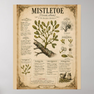 Poster Ilustração Científica de Visco Europeu Botânico