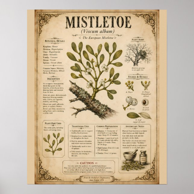 Poster Ilustração Científica de Visco Europeu Botânico (Frente)