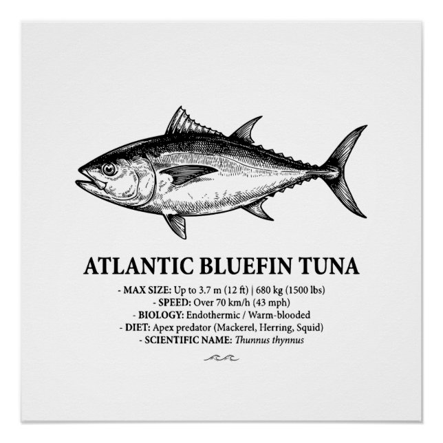 Póster Ilustração Científica do Atum Azul do Atlântico  (Frente)