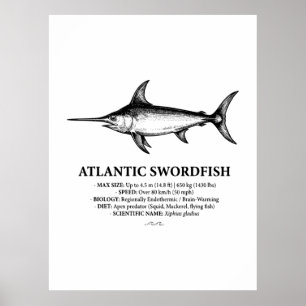 Poster Ilustração Científica do Espadim-do-Atlântico
