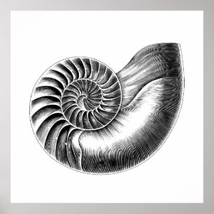 Poster Ilustração Científica Nautilus Anítico Preto