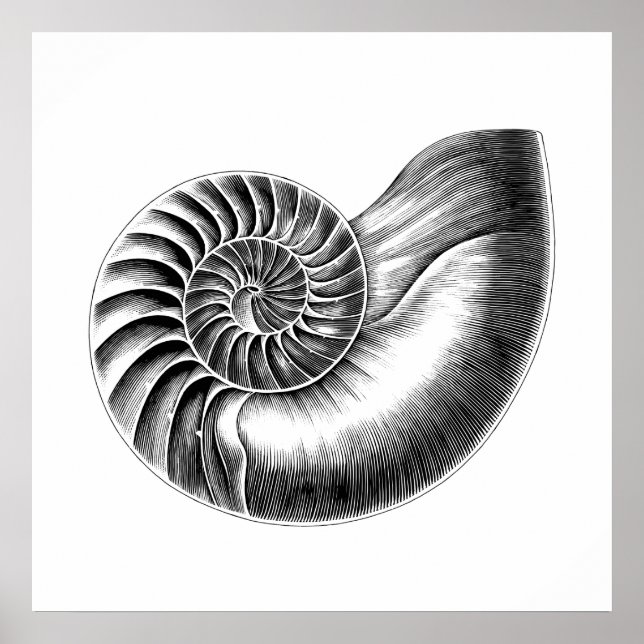 Poster Ilustração Científica Nautilus Anítico Preto (Frente)