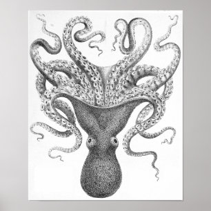 Poster Ilustração Científica Octopus