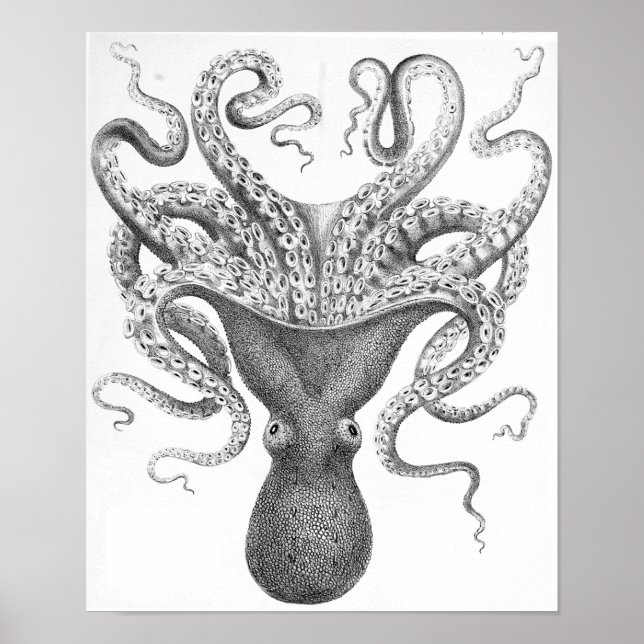 Poster Ilustração Científica Octopus (Frente)