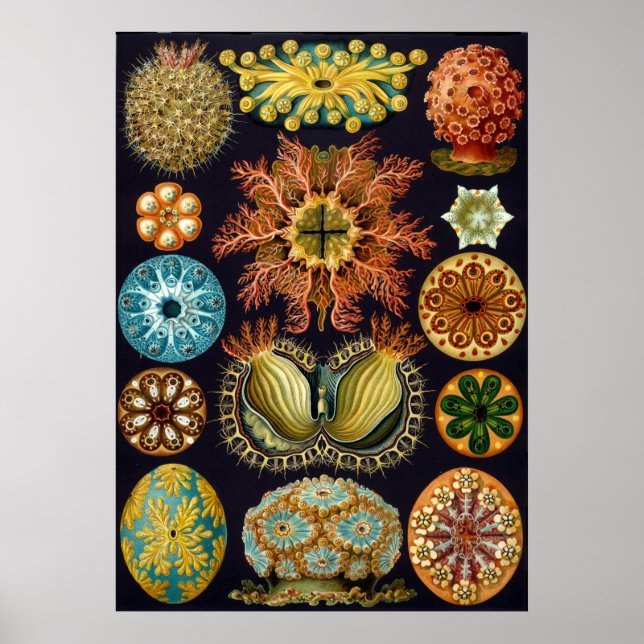 Poster Ilustração Científica Vintage Ernst Haeckel (Frente)