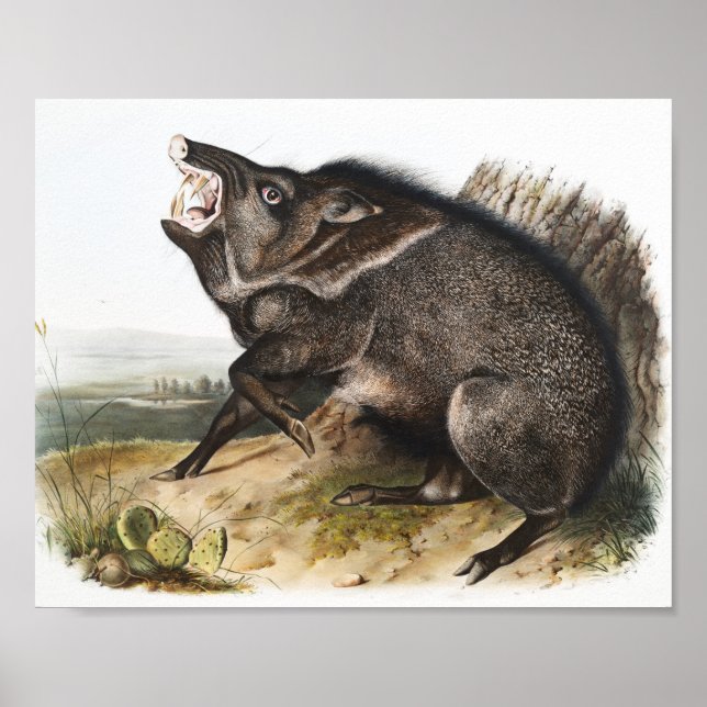 Poster Ilustração Collared Peccary Dycoteles torquatus (Frente)