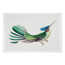 Póster Ilustração Colorida de Hummingbird