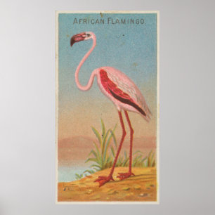 Poster Ilustração cor-de-rosa do flamingo do vintage