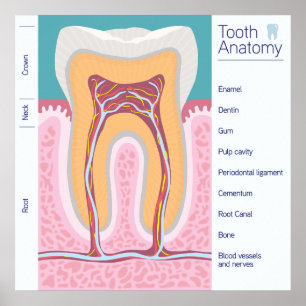 Póster Ilustração da anatomia do dente