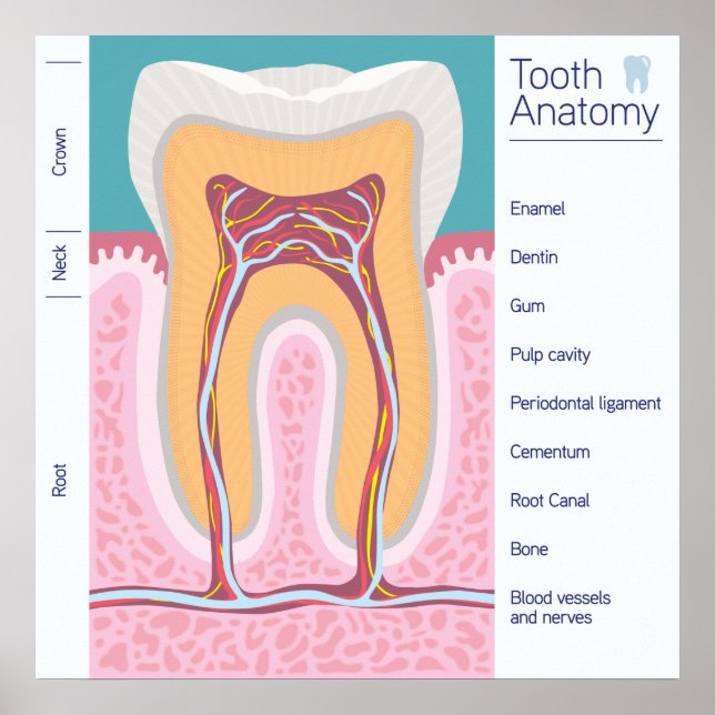 Póster Ilustração da Anatomia dos Dentes (Frente)
