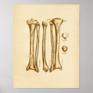 Póster Ilustração da Anatomia Vintage Fibula Ossos