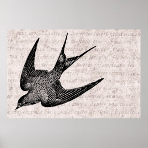 Poster Ilustração da andorinha do vintage - pássaro