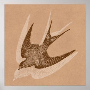 Póster Ilustração da andorinha do vintage - pássaro