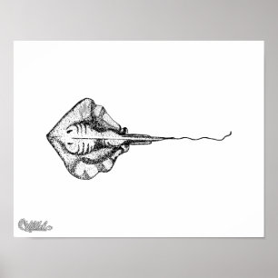 Póster Ilustração da arraia-lixa