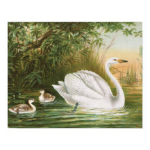 Ilustração da ave de campo "Whooper Swan"