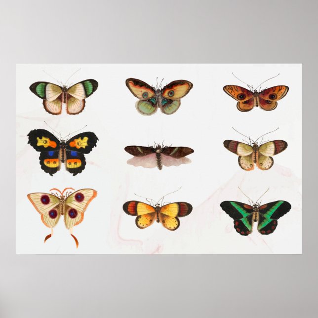 Poster Ilustração da borboleta (Frente)