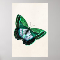 Ilustração da Borboleta Verde Antica Vintage da dé