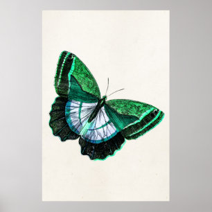 Póster Ilustração da Borboleta Verde Antica Vintage da dé