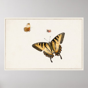 Poster Ilustração da Borboleta Vintage