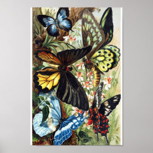 Poster Ilustração da Borboleta Vintage