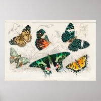 Ilustração da Borboleta Vintage