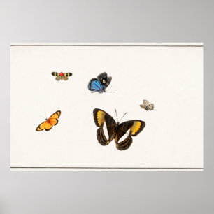 Poster Ilustração da Borboleta Vintage