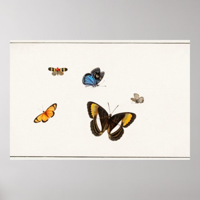 Poster Ilustração da Borboleta Vintage (Frente)