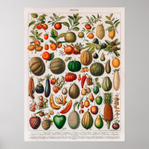 Poster Ilustração da colheita de frutas e produtos hortíc