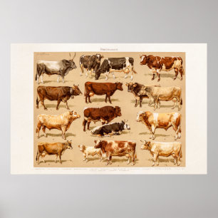 Póster Ilustração da fazenda das vacas de leiteria de