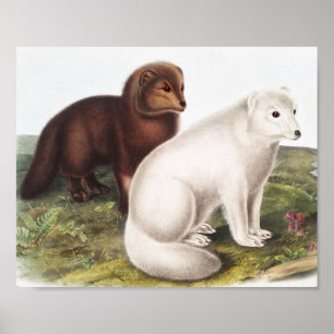 Poster Ilustração da Raposa Árctica (Vulpes lagopus)