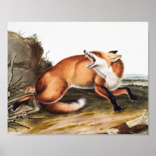 Poster Ilustração da Raposa Vermelha Americana (Vulpes Fu