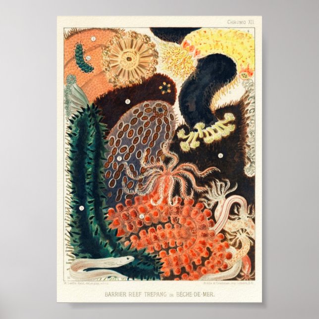 Poster Ilustração da Vida Marinha (Frente)