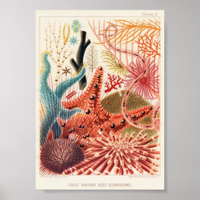 Poster Ilustração da Vida Marinha (Frente)