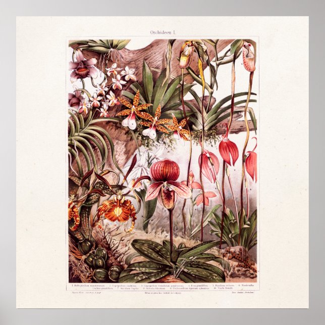 Poster Ilustração da Vintage 1911 Orchid Flower Variety (Frente)
