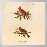 Ilustração das aves cardinais Vintage - década de