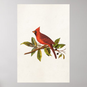 Poster Ilustração das aves cardinais Vintage - década de