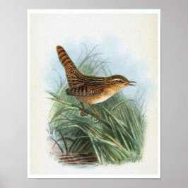 Póster Ilustração das aves da Vintage Wren Sedge