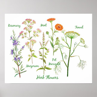 Poster Ilustração das Flores de Herbo de Aquarela