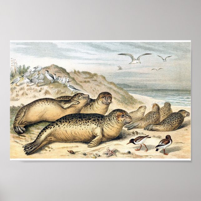 Poster Ilustração das focas de Vintage Harbor (Frente)
