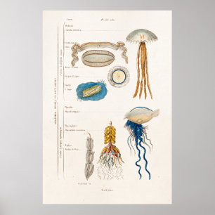 Póster Ilustração das medusa dos 1800s do vintage -