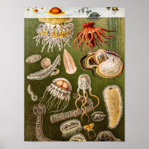 Póster Ilustração das medusas da antiguidade das medusa