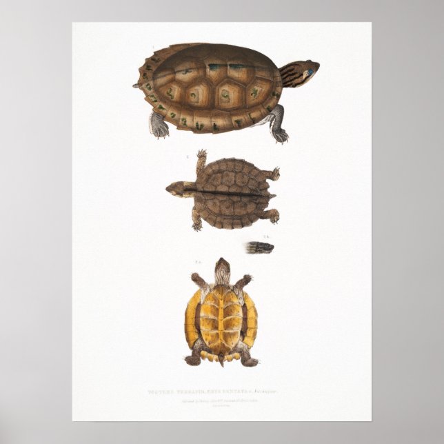 Poster Ilustração das tartarugas/tartarugas (Frente)
