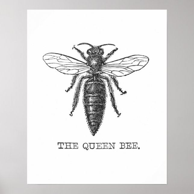 Póster Ilustração de Abelha Rainha Inseto Bug (Frente)