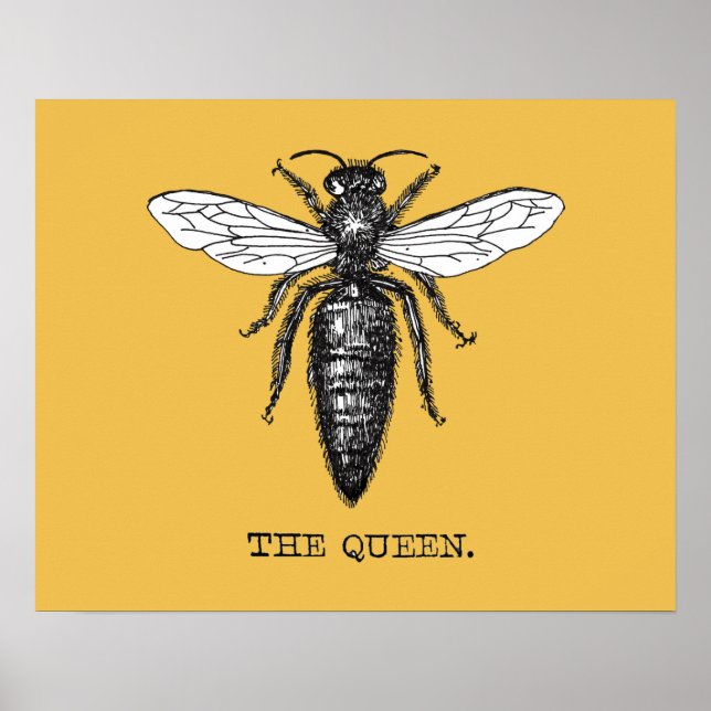 Poster Ilustração de Abelha Rainha Inseto Bug (Frente)