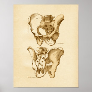 Póster Ilustração de Anatomia Vintage Ossos Pelvic